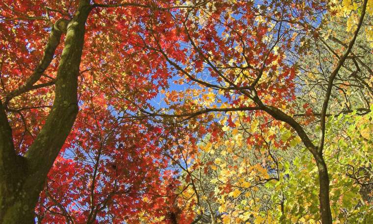 Westonbirt Arboretum, Cotswolds